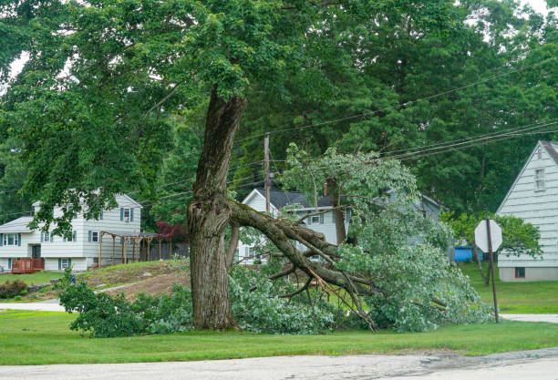 Best Residential Tree Removal  in Diamond Springs, CA